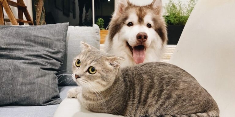 El futuro de las franquicias de mascotas en EE.UU.: los nichos que casi nadie está cubriendo todavía